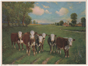 Vintage Calendar Art cows, cattle, livestock, farm life, etc.